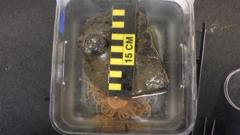 Media type: image;   Invertebrate Zoology 153117 Description: live specimen;